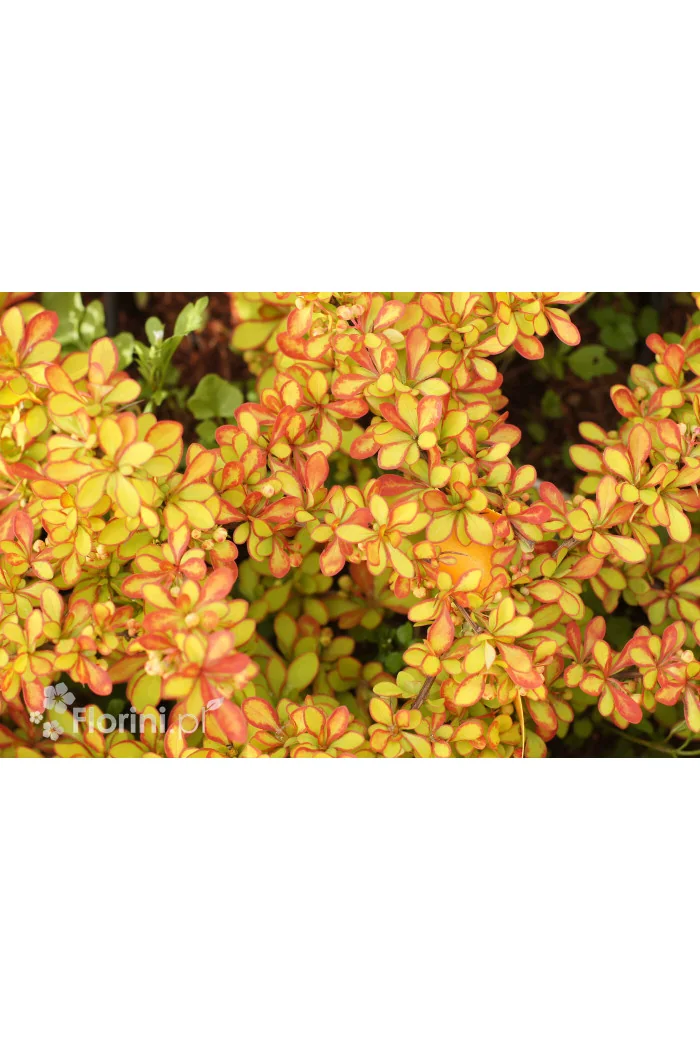 Berberys Thunberga 'Diabolicum' | Berberis thunbergii