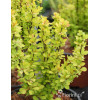 Berberys Thunberga 'Maria' | Berberis thunbergii