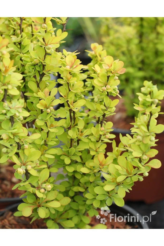 Berberys Thunberga 'Maria' | Berberis thunbergii