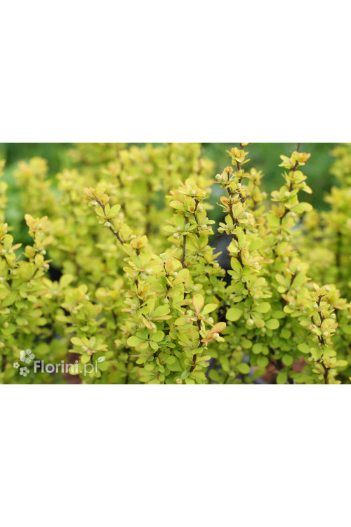 Berberys Thunberga 'Maria' | Berberis thunbergii