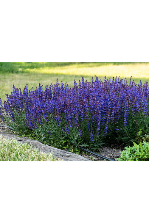 Szałwia omszona 'Carina' | Salvia x hybrida