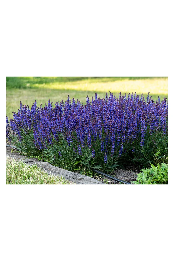 Szałwia omszona 'Carina' | Salvia x hybrida