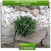 Goździk ogrodowy 'Cherry' Dianthus caryophyllus