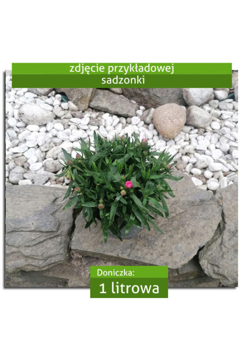 Goździk ogrodowy 'Pink and Purple' | Dianthus caryophyllus