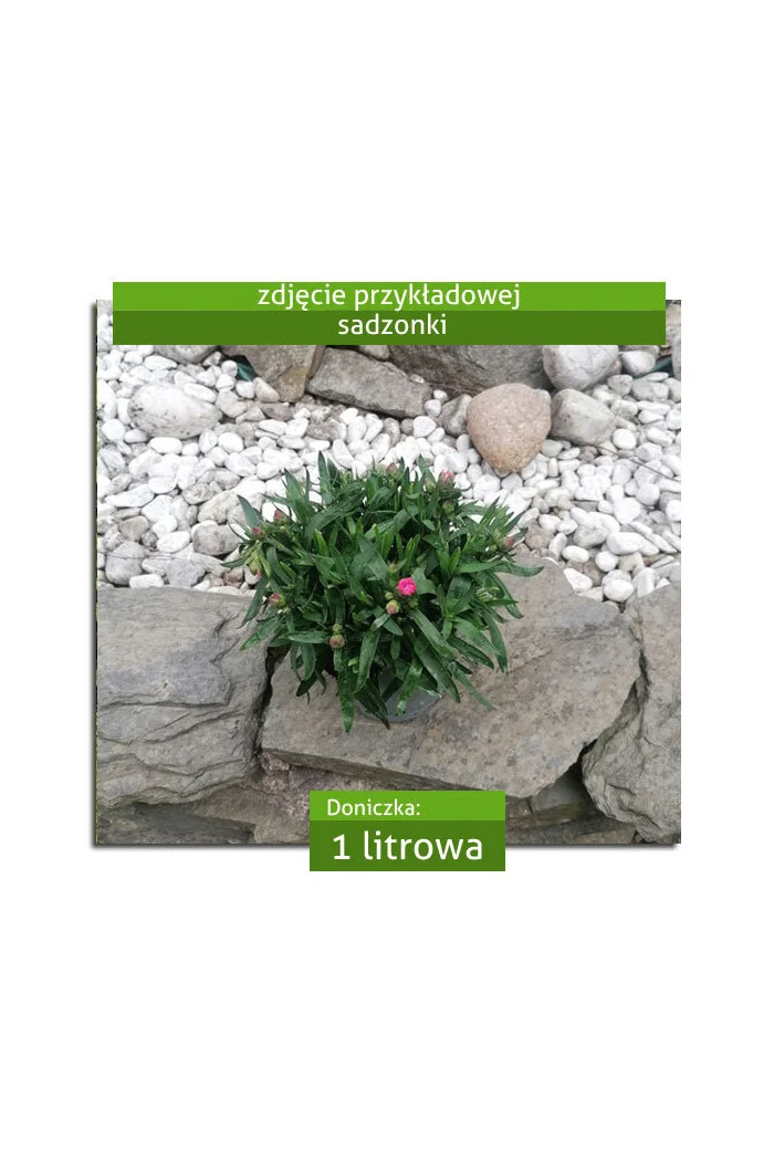 Goździk ogrodowy 'Pink and Purple' | Dianthus caryophyllus