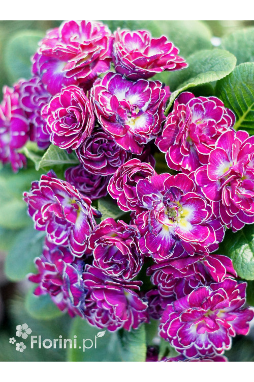 Pierwiosnek 'Belarina® Candy Frost' | Primula