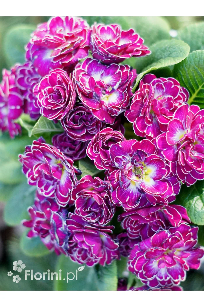 Pierwiosnek 'Belarina® Candy Frost' | Primula