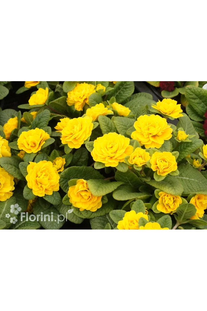 Pierwiosnek 'Belarina® Goldie' | Primula