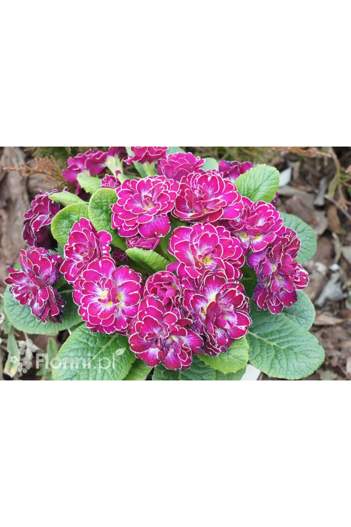 Pierwiosnek 'Belarina® Candy Frost' | Primula