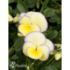 Bratek 'Etain' Viola cortuna