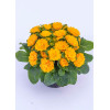 Pierwiosnek 'Belarina® Goldie' | Primula