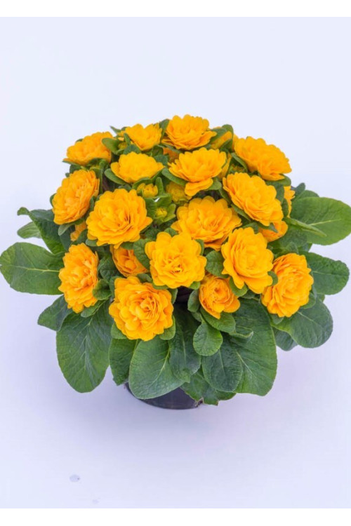 Pierwiosnek 'Belarina® Goldie' | Primula