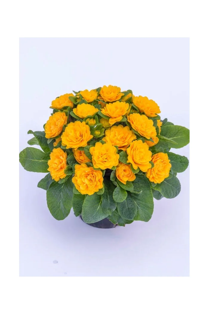 Pierwiosnek 'Belarina® Goldie' | Primula