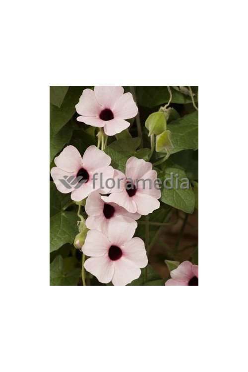 Tunbergia różowa Thunbergia