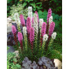 Liatra kłosowa 'Kobold' | Liatris spicata