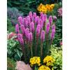 Liatra kłosowa 'Kobold' | Liatris spicata