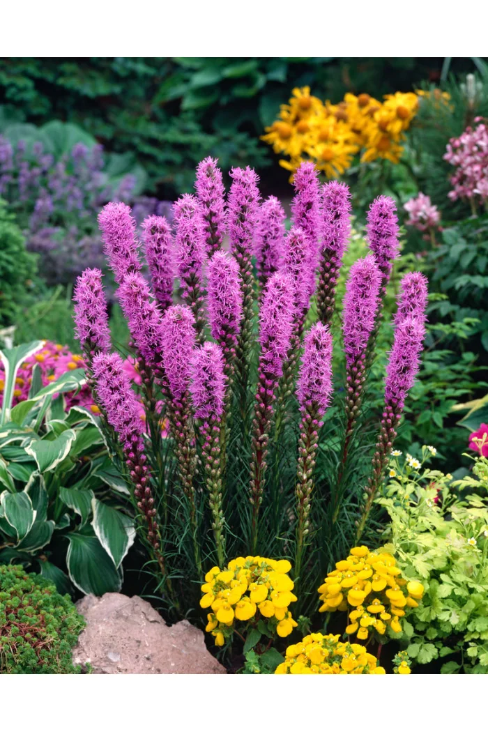 Liatra kłosowa 'Kobold' | Liatris spicata