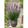Liatra kłosowa 'Kobold' | Liatris spicata