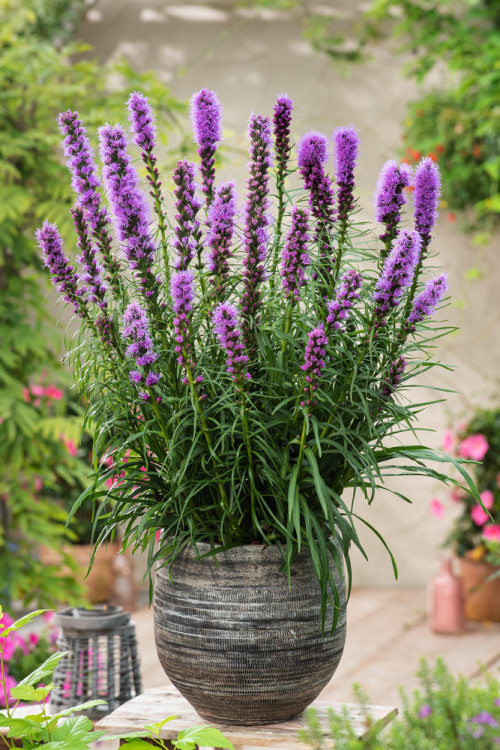 Liatra kłosowa 'Kobold' | Liatris spicata