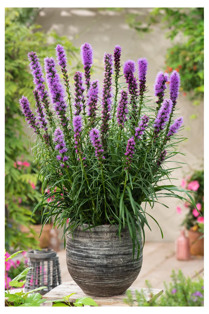 Liatra kłosowa 'Kobold' | Liatris spicata