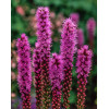 Liatra kłosowa 'Kobold' | Liatris spicata