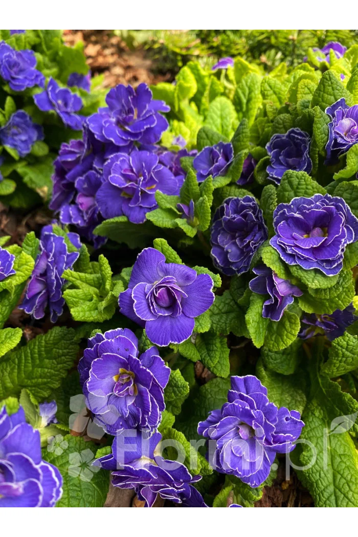 Pierwiosnek 'Belarina® Amethyst Ice' | Primula