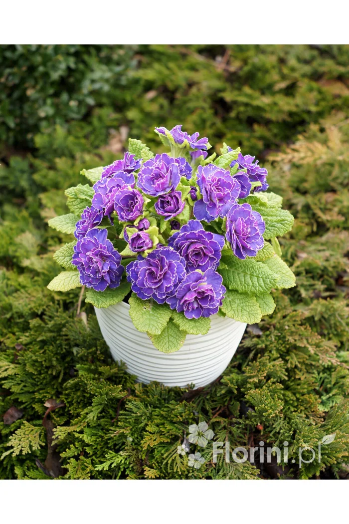 Pierwiosnek 'Belarina® Amethyst Ice' | Primula