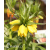 Cesarska korona 'Early Sensation' Fritillaria imperialis