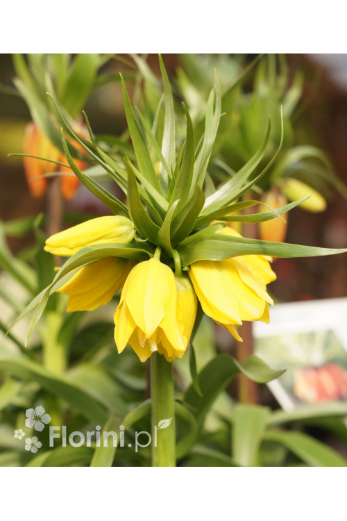 Cesarska korona 'Early Sensation' Fritillaria imperialis