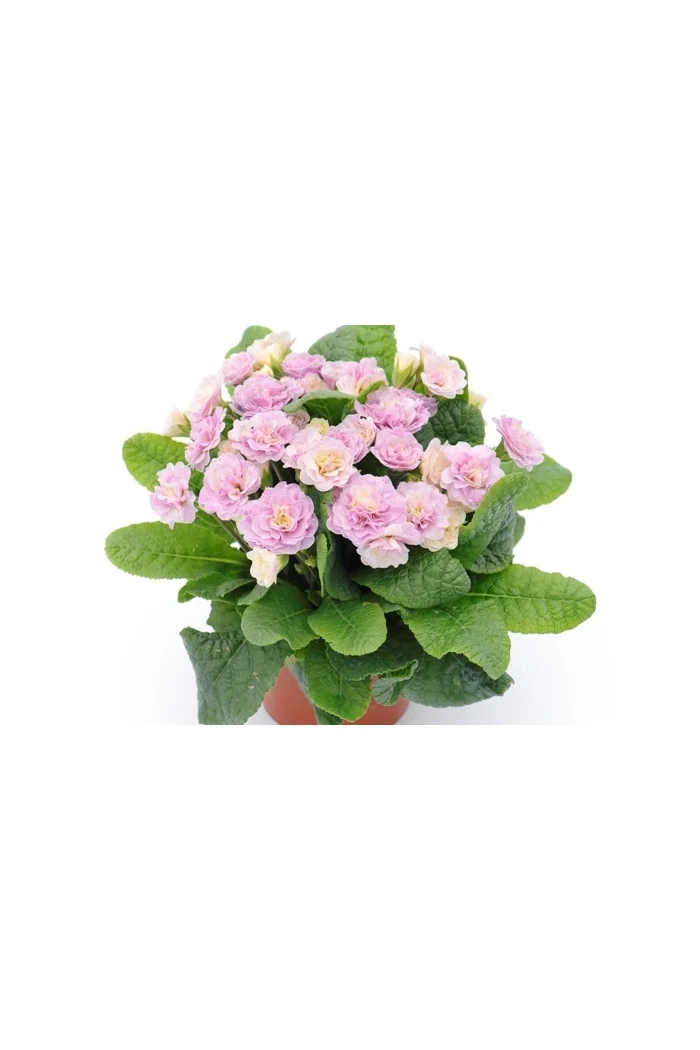 Pierwiosnek 'Belarina® Pink Champagne' | Primula