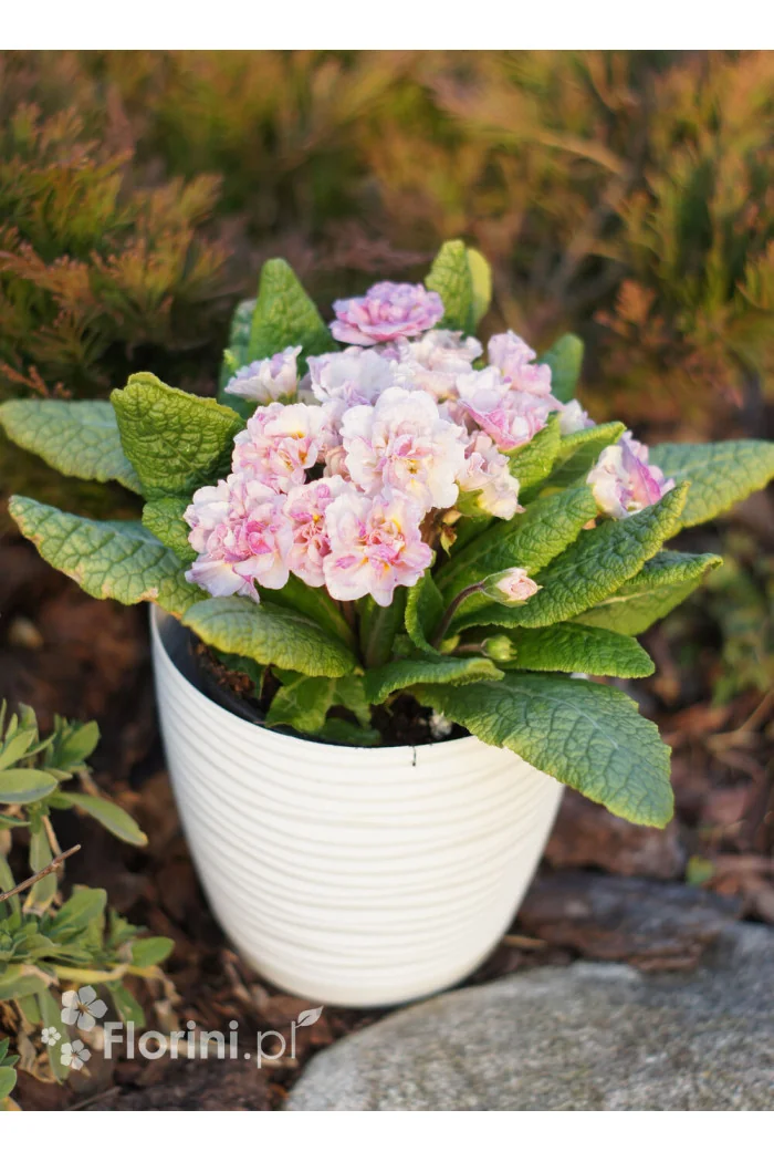 Pierwiosnek 'Belarina® Pink Champagne' | Primula