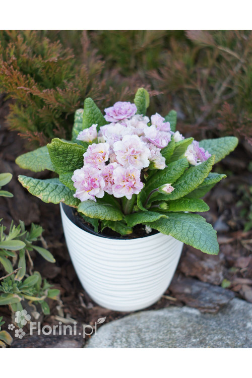 Pierwiosnek 'Belarina® Pink Champagne' | Primula