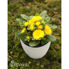 Pierwiosnek 'Belarina® Goldie' | Primula