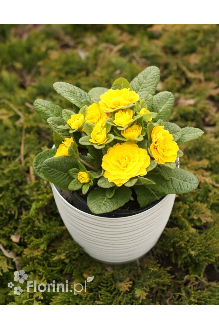 Pierwiosnek 'Belarina® Goldie' | Primula