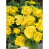 Pierwiosnek 'Belarina® Goldie' | Primula