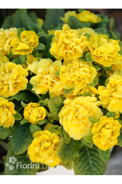 Pierwiosnek 'Belarina® Goldie' | Primula