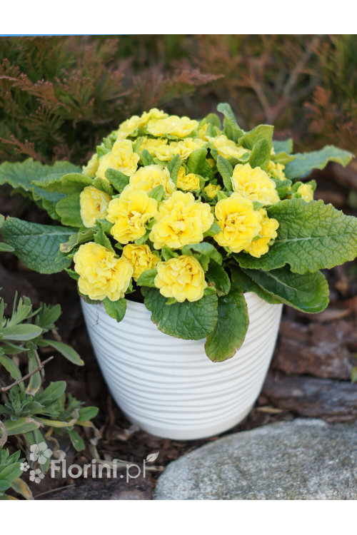 Pierwiosnek 'Belarina® Butter Yellow' | Primula