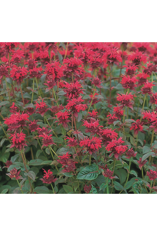 Pysznogłówka 'Red Shades' | Monarda