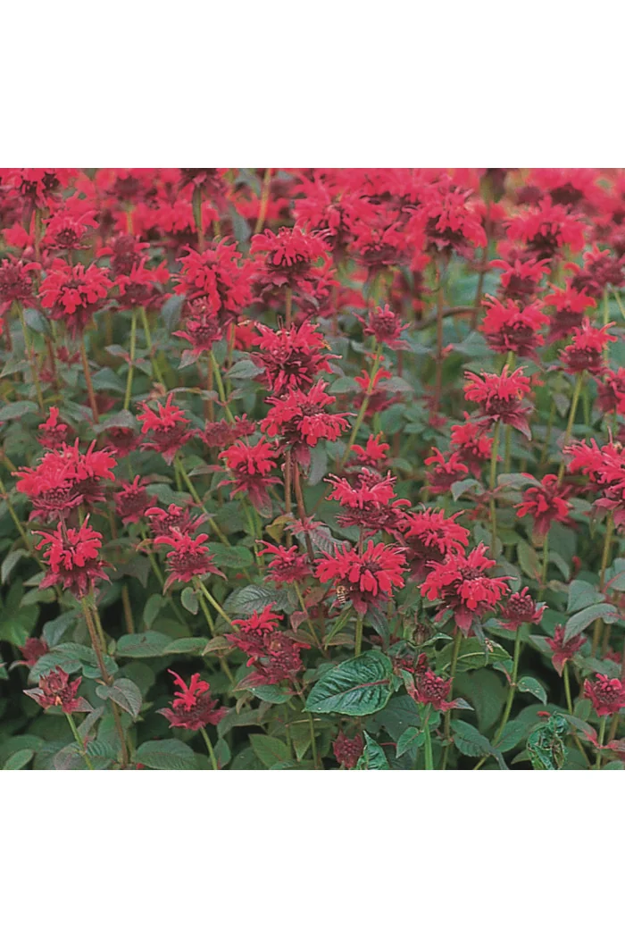 Pysznogłówka 'Red Shades' | Monarda