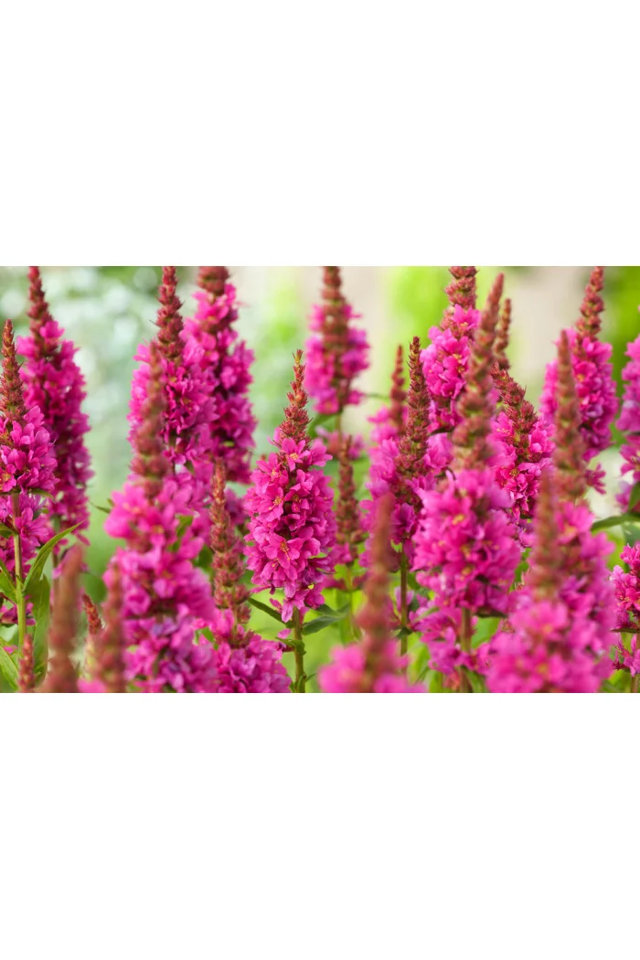 Krwawnica pospolita 'Robin' | Lythrum salicaria