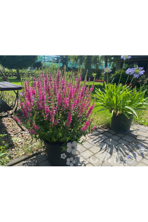 Krwawnica pospolita 'Robin' | Lythrum salicaria