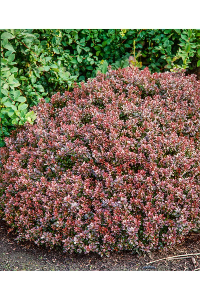 Berberys Thunberga 'Bagatelle' | Berberis thunbergii