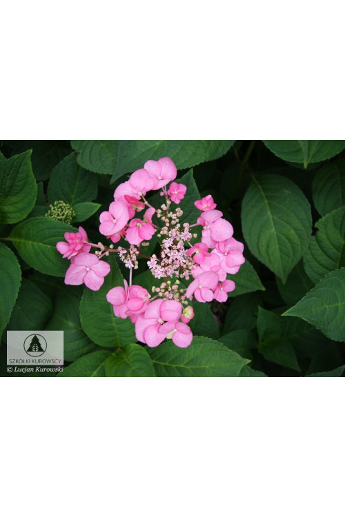 Hortensja piłkowana 'Santiago' | Hydrangea serrata