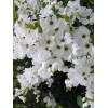 Obiela mieszańcowa 'The Bride' Exochorda macrantha