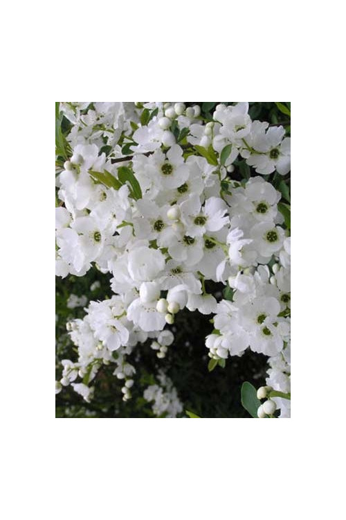 Obiela mieszańcowa 'The Bride' Exochorda macrantha