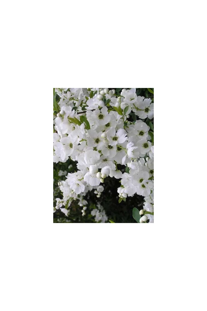 Obiela mieszańcowa 'The Bride' Exochorda macrantha