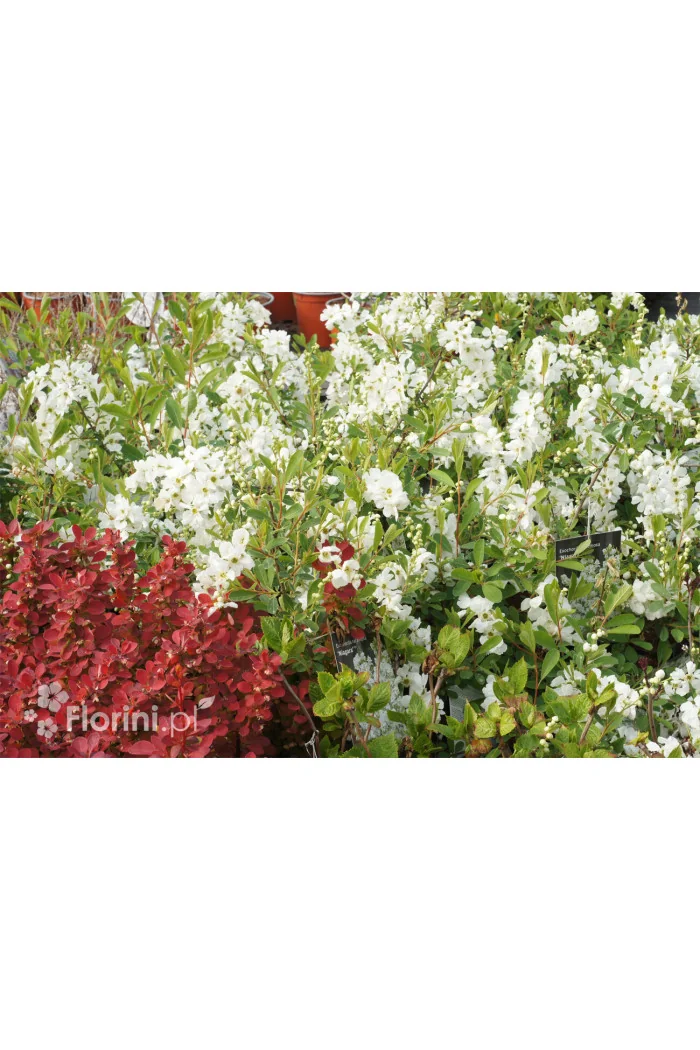 Obiela mieszańcowa 'The Bride' Exochorda macrantha