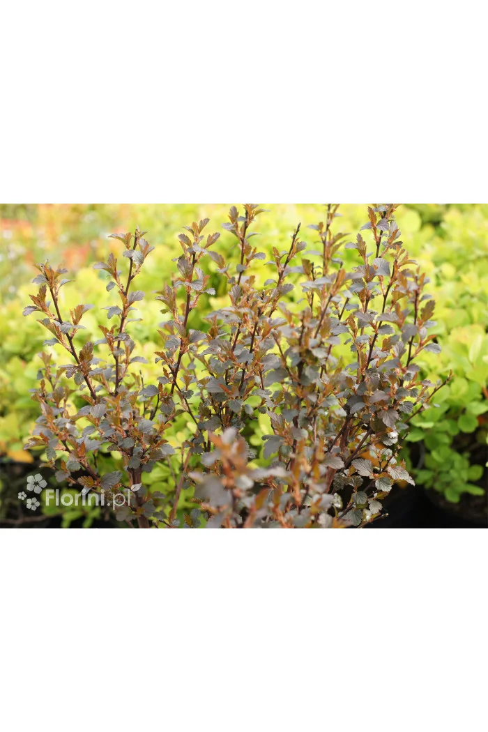 Pęcherznica kalinolistna 'Little Devil' ('Donna May') | Physocarpus opulifolius