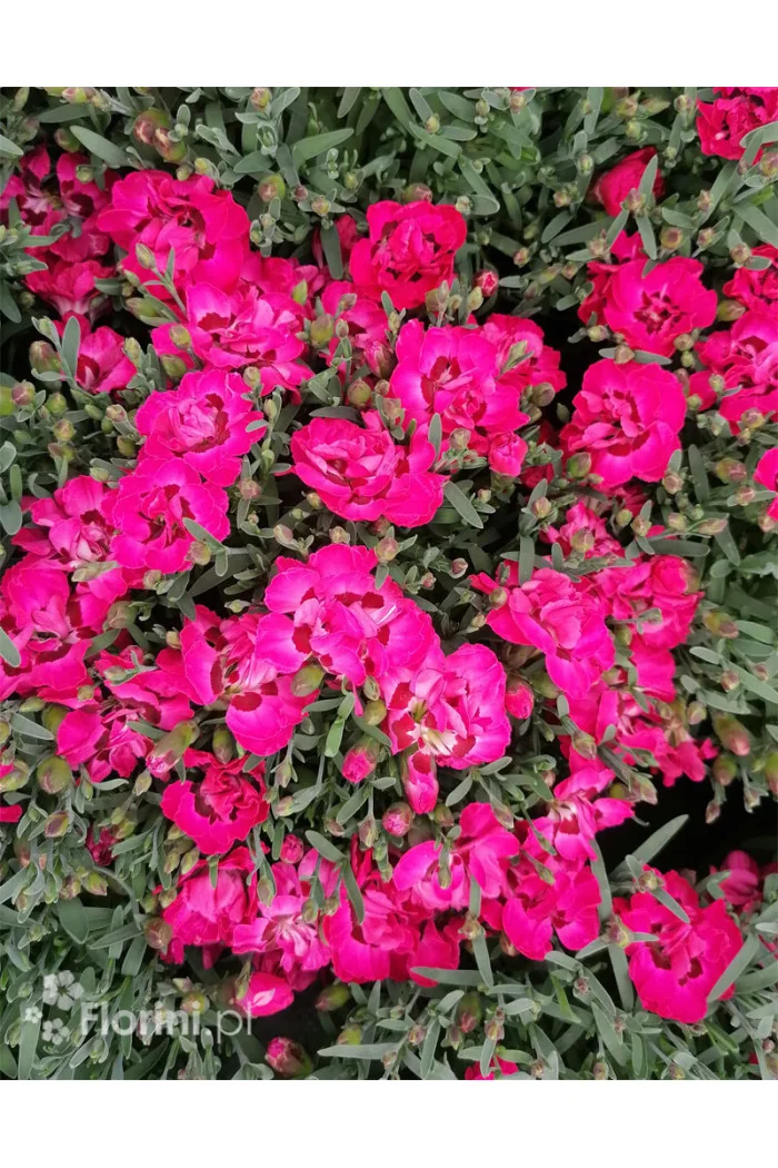 Goździk ogrodowy 'Pink and Purple' | Dianthus caryophyllus