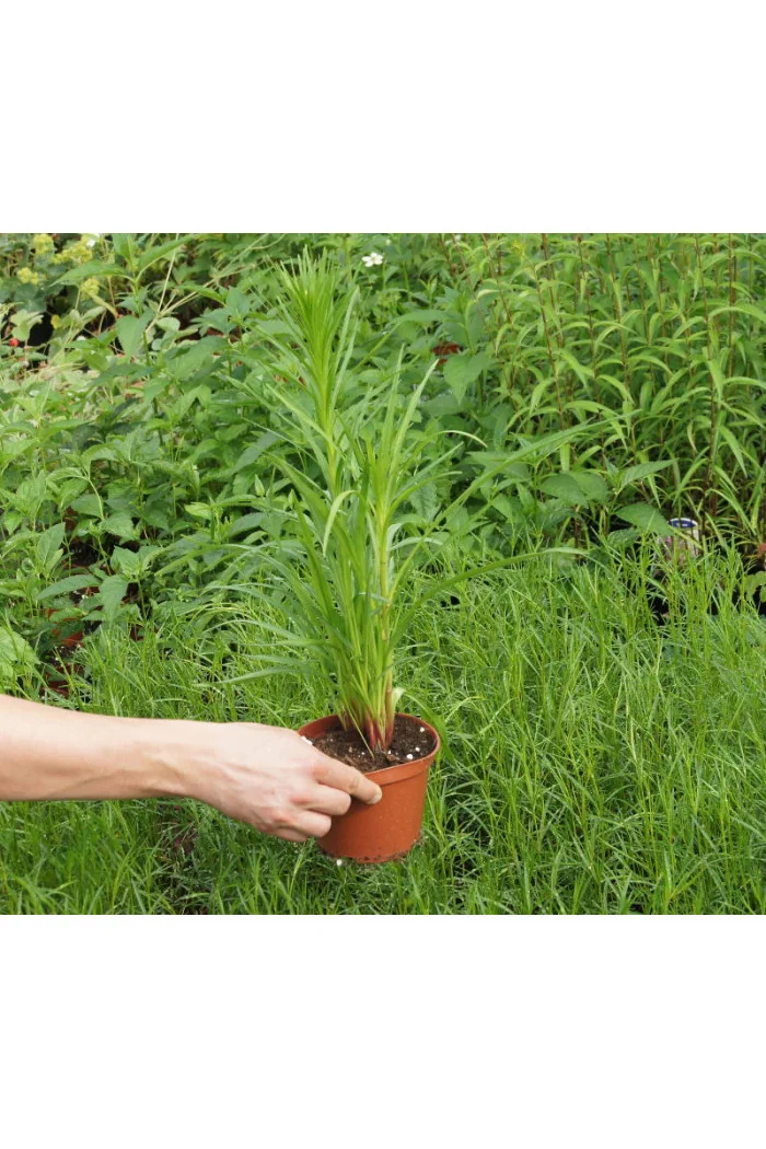 Liatra kłosowa 'Alba' | Liatris spicata